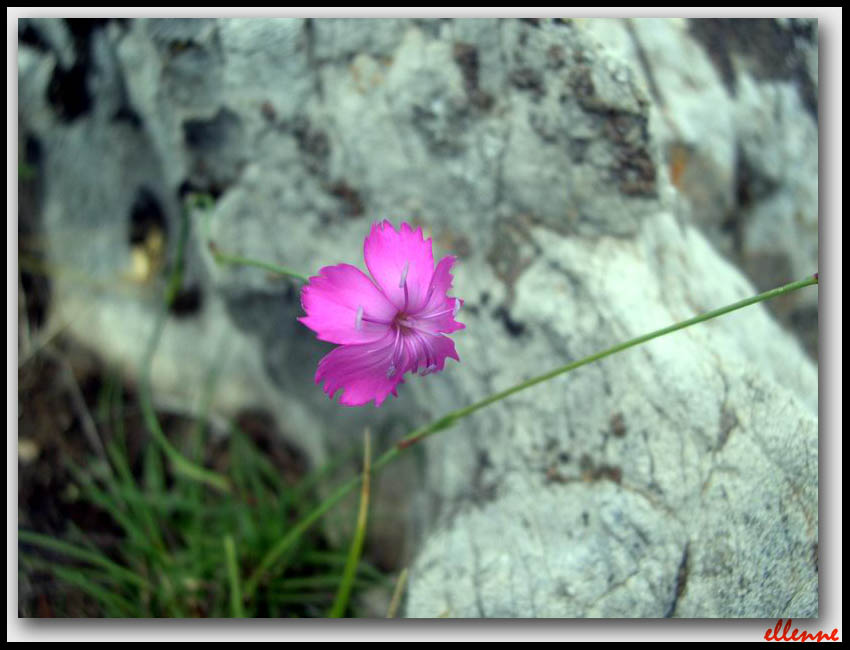 Dianthus sylvestris / Garofano selvatico